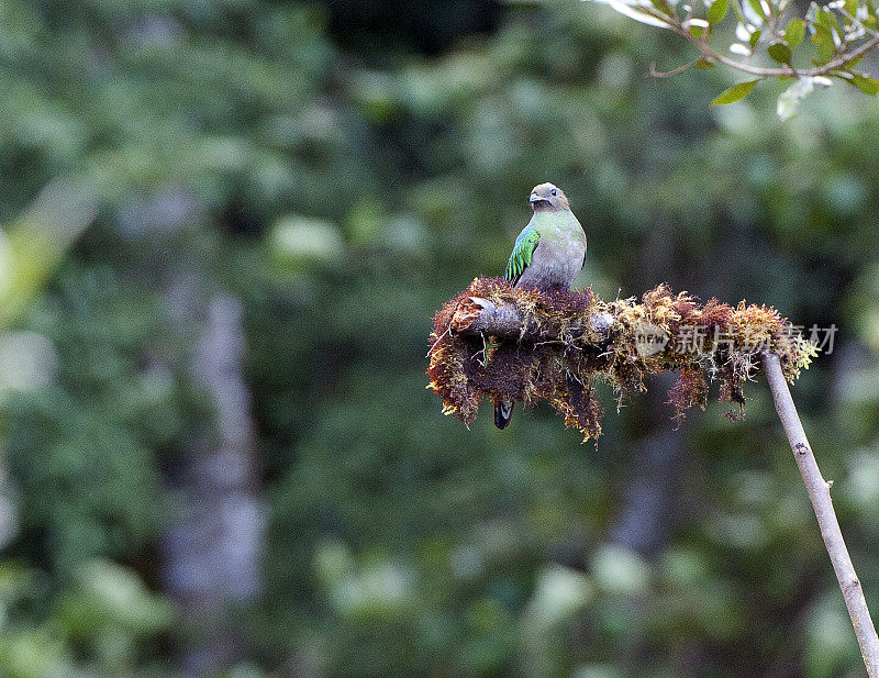 哥斯达黎加，圣杰拉多德多塔，金光闪闪的雌性克扎尔鸟栖息在树枝上