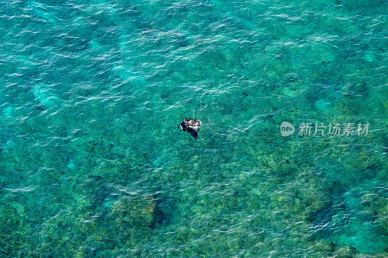 蝠鲼在印尼巴厘岛努沙佩尼达的苏威汉湾游泳