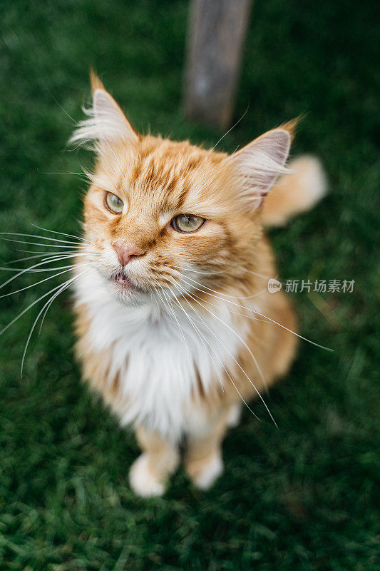 虎斑猫看起来很生气