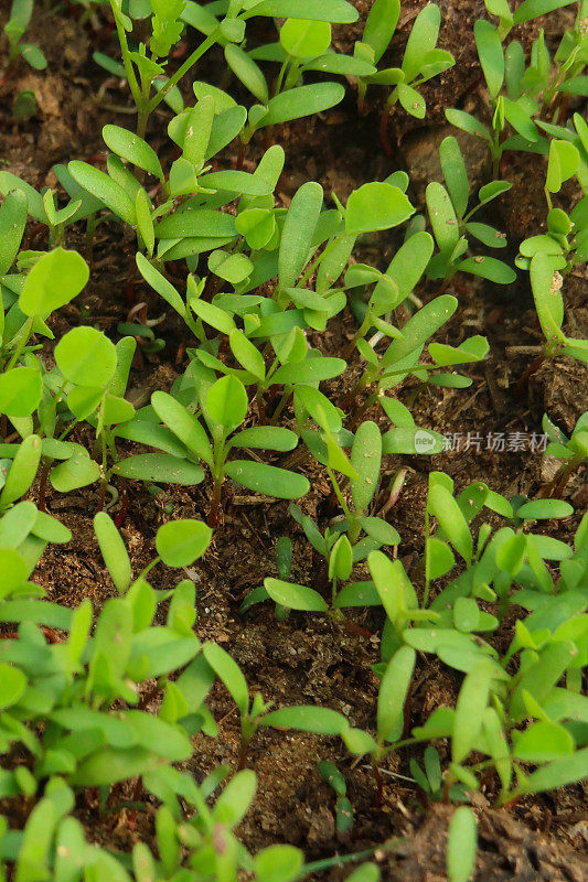 全帧图片，种植胡芦巴幼苗的蔬菜花园床，干燥的堆肥，土壤条件差，抬高视图