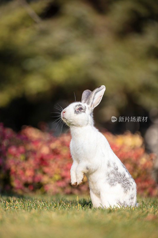 小白兔正坐在森林里的草地上。