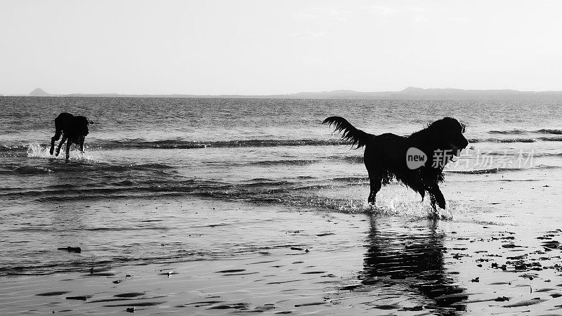 两只狗在沙滩上玩耍的灰度照片