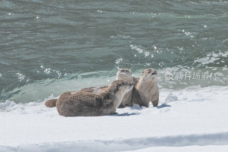 在黄石生态系统中，河獭在冰雪覆盖的河岸上享受阳光