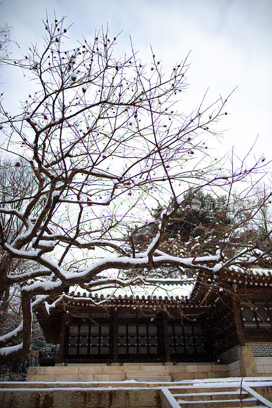 花园里的雪