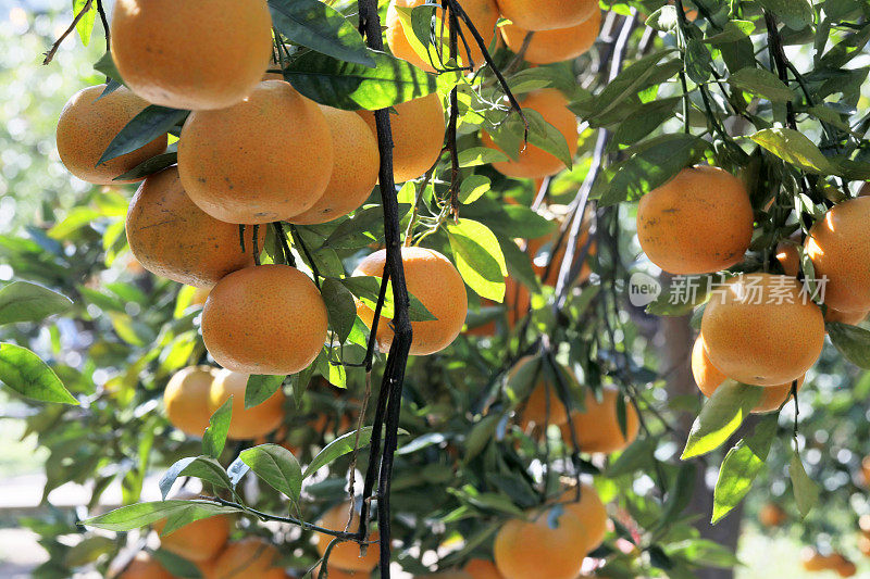 阳光下，橘子树，果园，杂草丛生，黄橙，柑橘