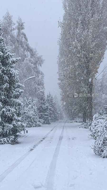 在下雪的天气里，有树的冬季道路