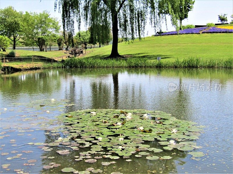 日本。4月。池塘里有睡莲。的印象。