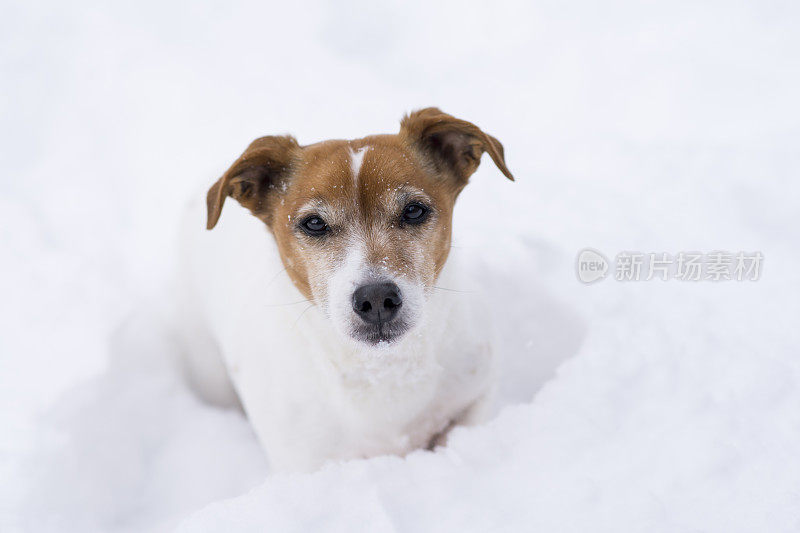 杰克罗素梗在雪地里