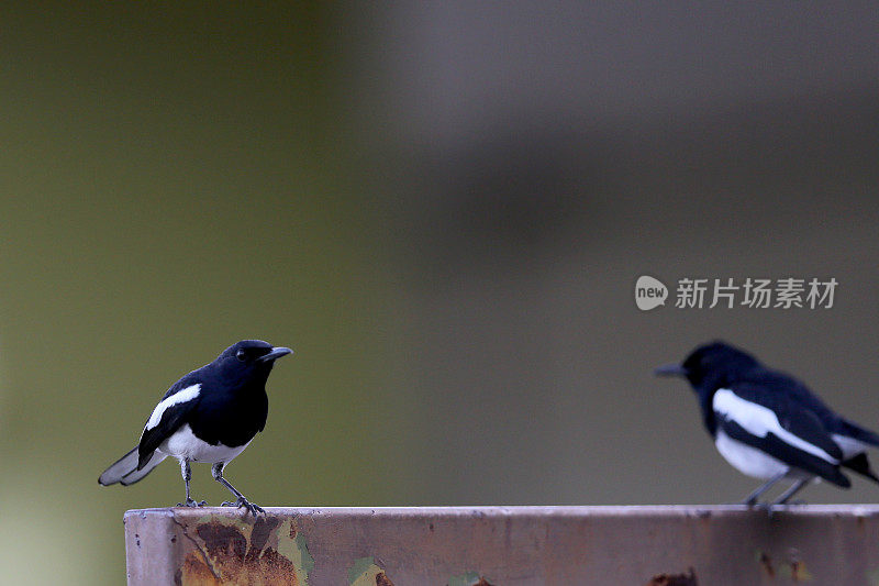 喜鹊鸟