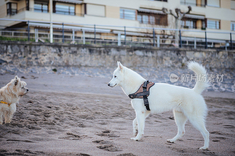 一只白色牧羊犬和一只克恩梗犬在海滩上散步