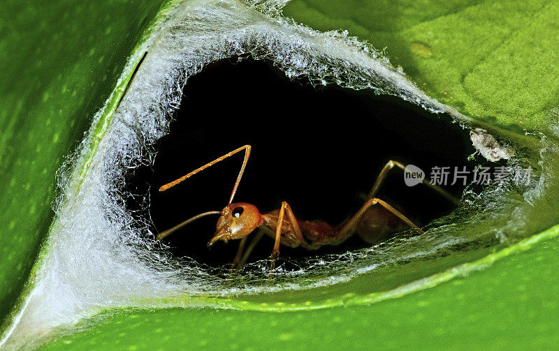 巢穴入口处的蚂蚁——动物行为。