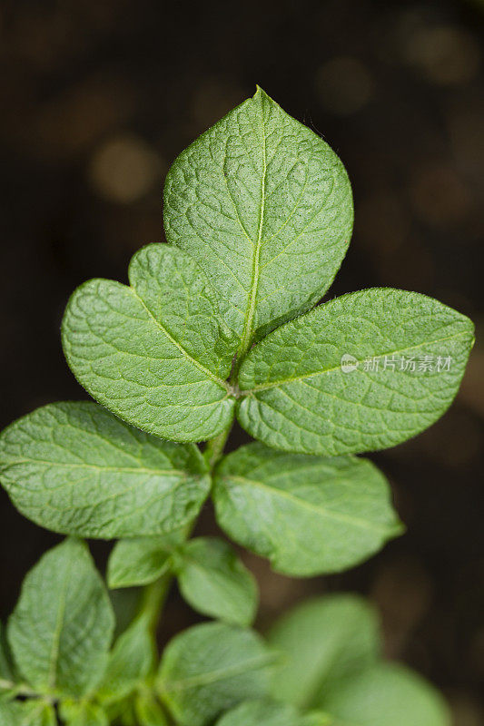 特写的马铃薯植物叶子