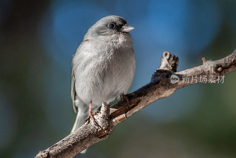 黑眼Junco