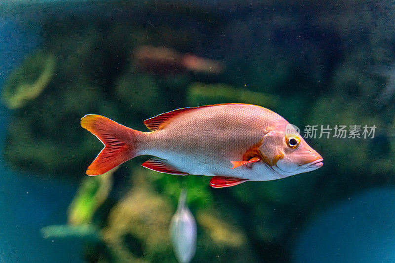 在水族馆里游泳的热带鱼