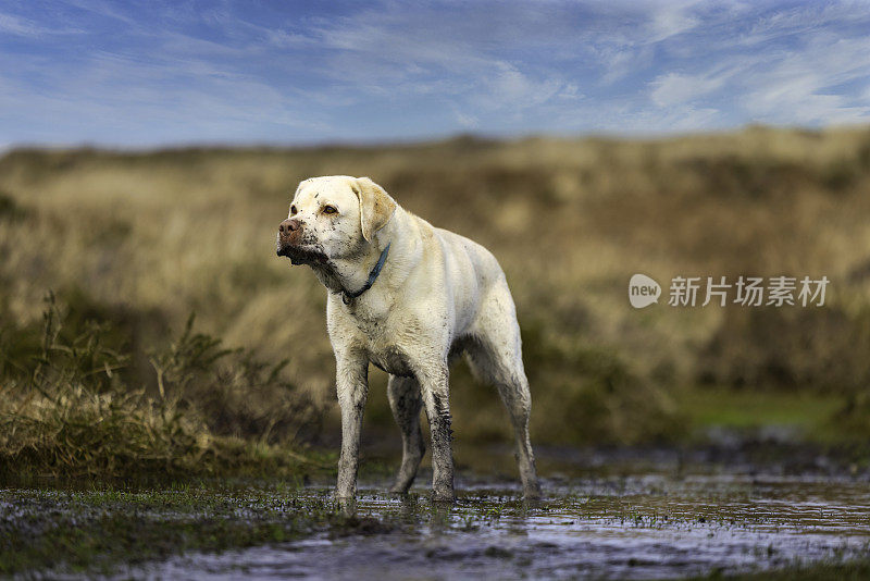 黄色拉布拉多猎犬在泥泞的乡间锻炼