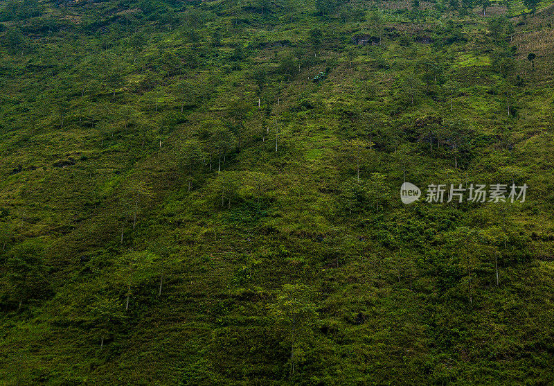 河江省山坡上杂草丛生的树木的抽象图像