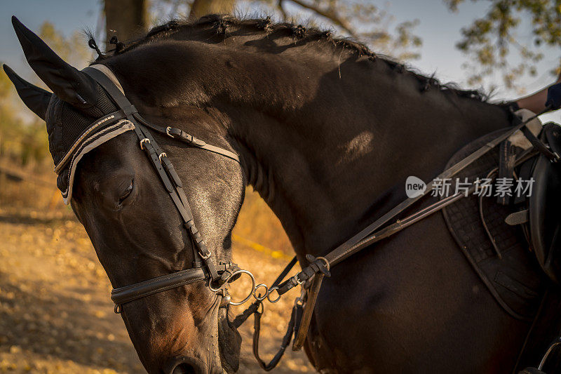 美丽的马在乡村