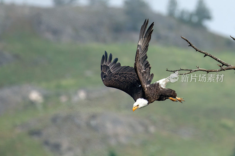 在北美美国西部的黄石生态系统中，秃鹰从栖木上跃起飞行