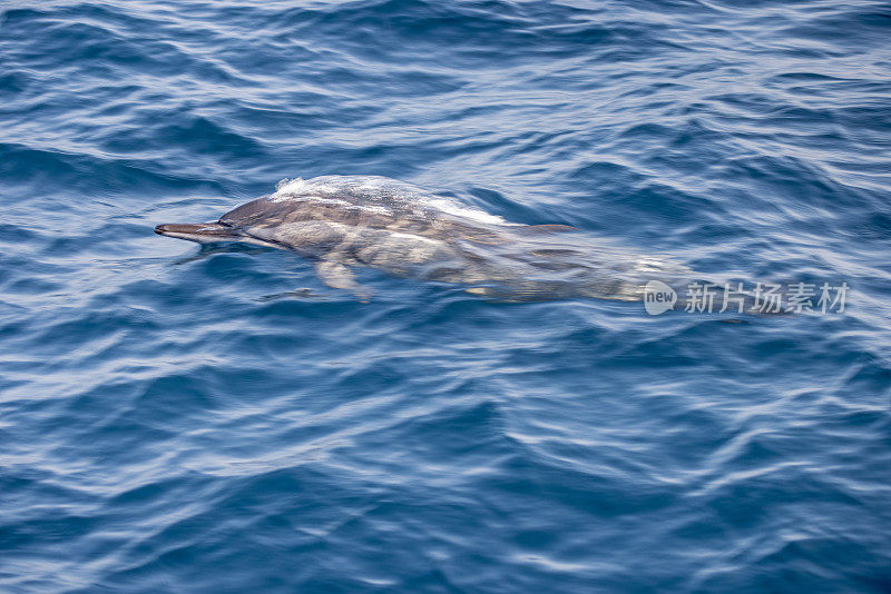在船旁游泳的普通海豚