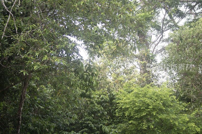 雨林树冠层