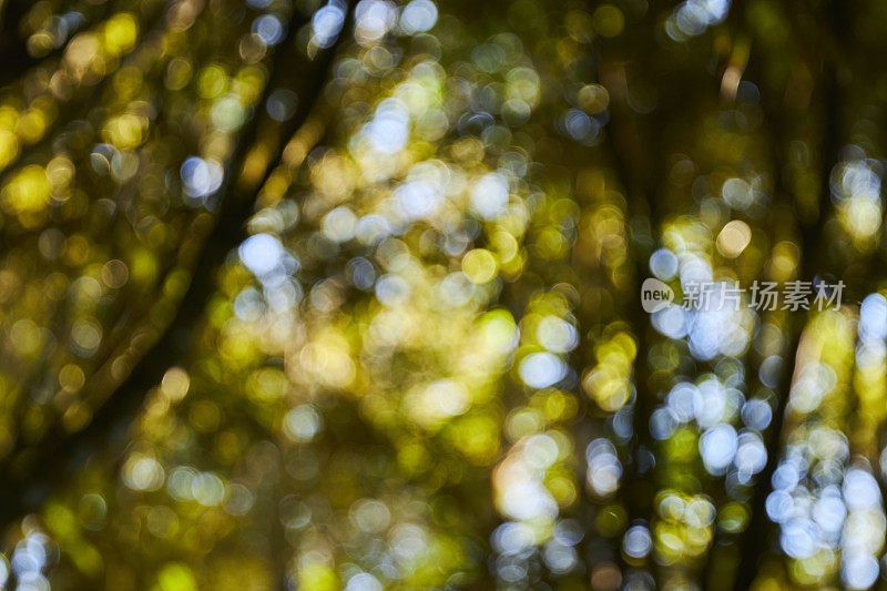 绿色森林与蓝天散景背景。散焦和模糊镜头效果。