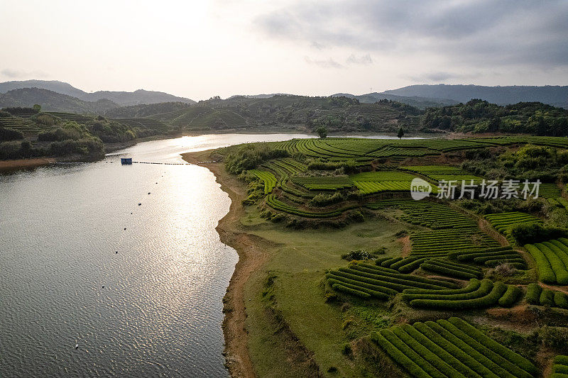 河边的茶园