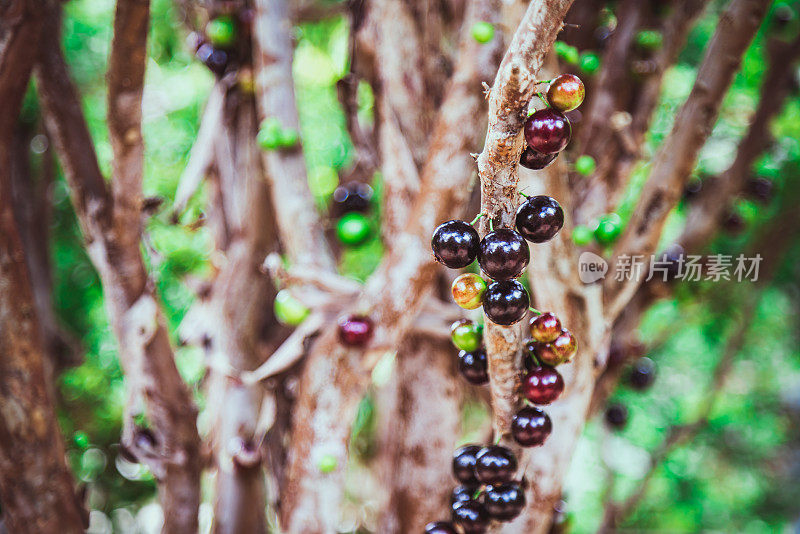 Jabuticaba