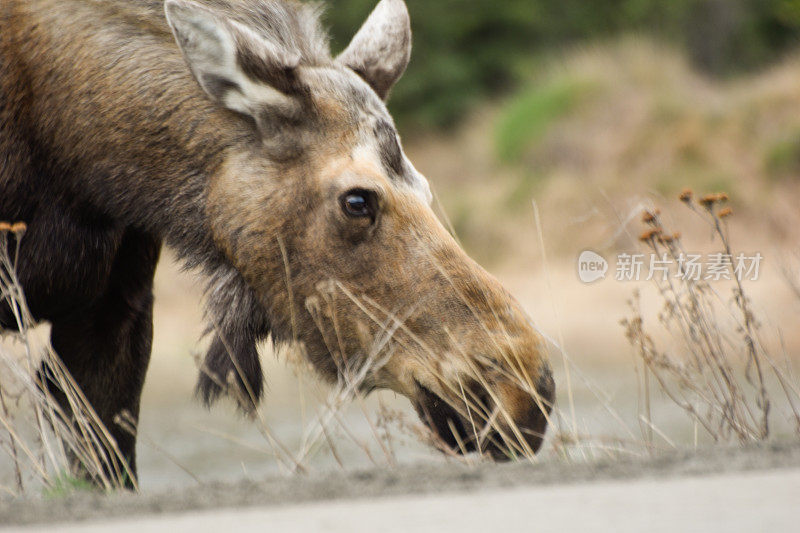 阿拉斯加的动物——驼鹿在阿拉斯加公路旁