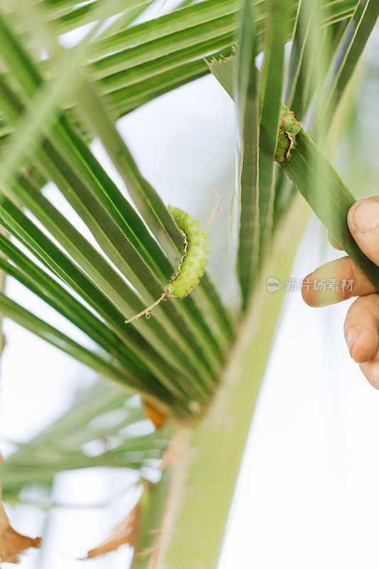 2023年春天，佛罗里达花园椰子树上的尖刺酸橙绿毛虫