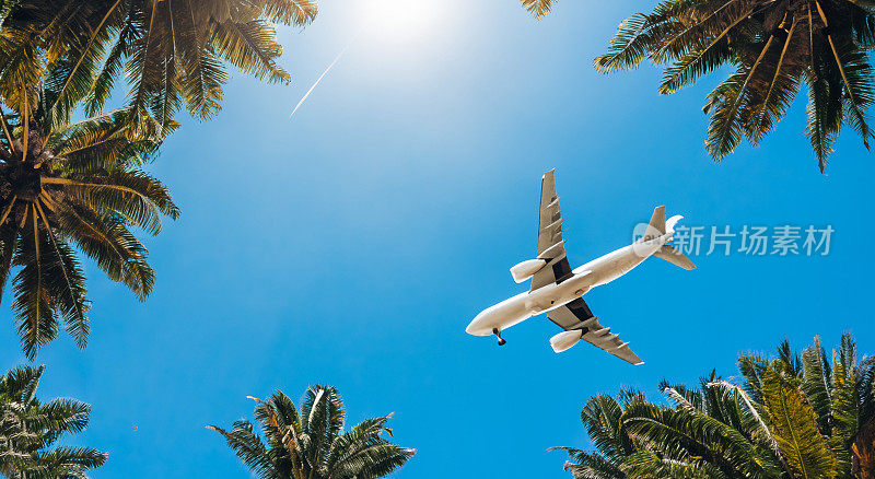 飞机在空中的棕榈树中间飞过