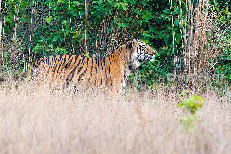 一只老虎在它的环境在班德哈格尔国家公园-全景-印度