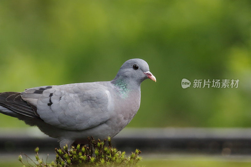 鸽子(科伦巴)