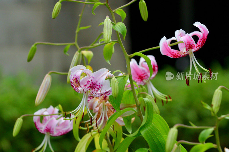 日本百合:精致的百合，有芳香的垂花