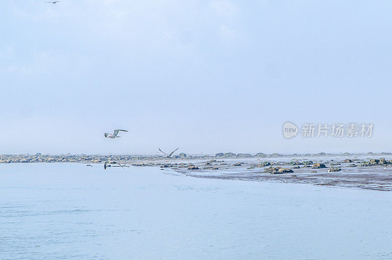 海鸥飞过圣劳伦斯河