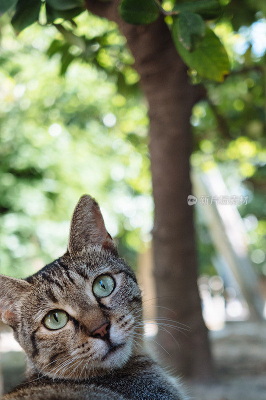 森林里可爱的虎斑猫