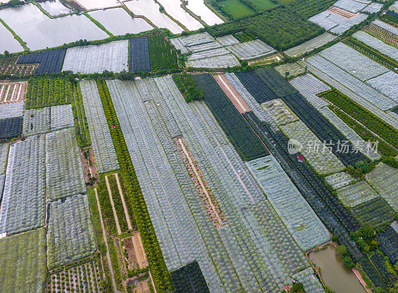 檀乐岛上的人们种植梅树，用网覆盖了芹苴市的整个梅园