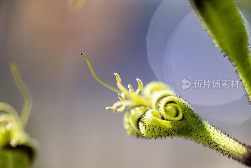 美丽的黑色袋鼠爪在阳光下，大鳄，背景与复制空间