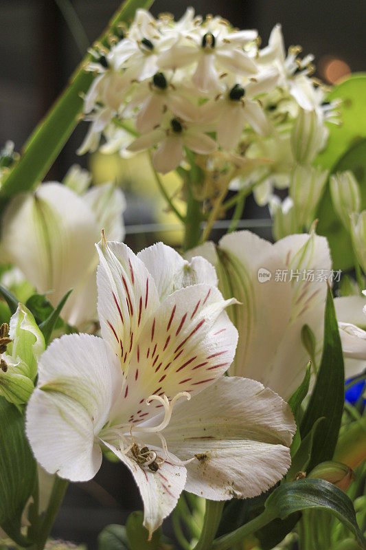 秘鲁百合或印加百合(Alstroemeria)花