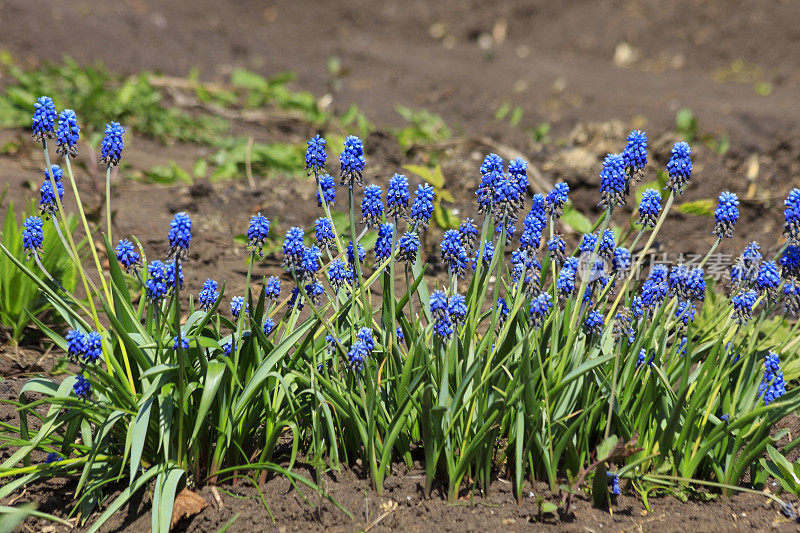 麝香花，麝香花