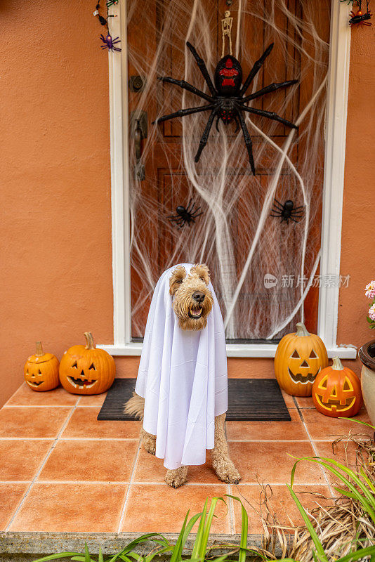 幽灵般的Goldendoodle