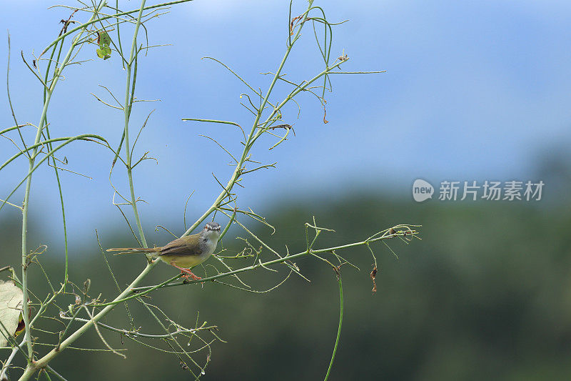 鸟儿栖息在树枝上