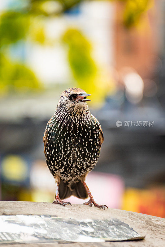 英国伦敦卡姆登市场上的可爱椋鸟