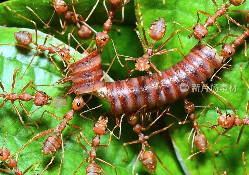 蚂蚁驮着千足虫到巢——动物行为。