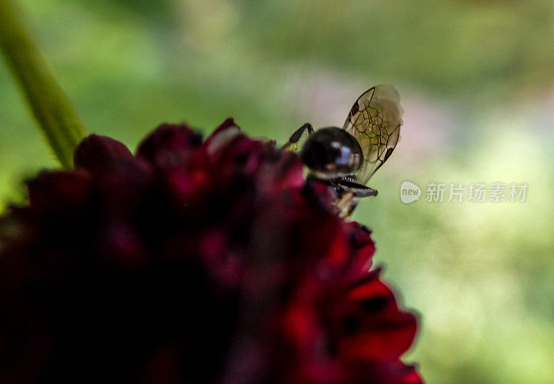 红花上飞蚁的后端和翅膀