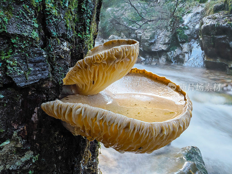 秋天下雨天，树皮上的蘑菇