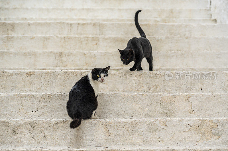 黑猫上白楼梯