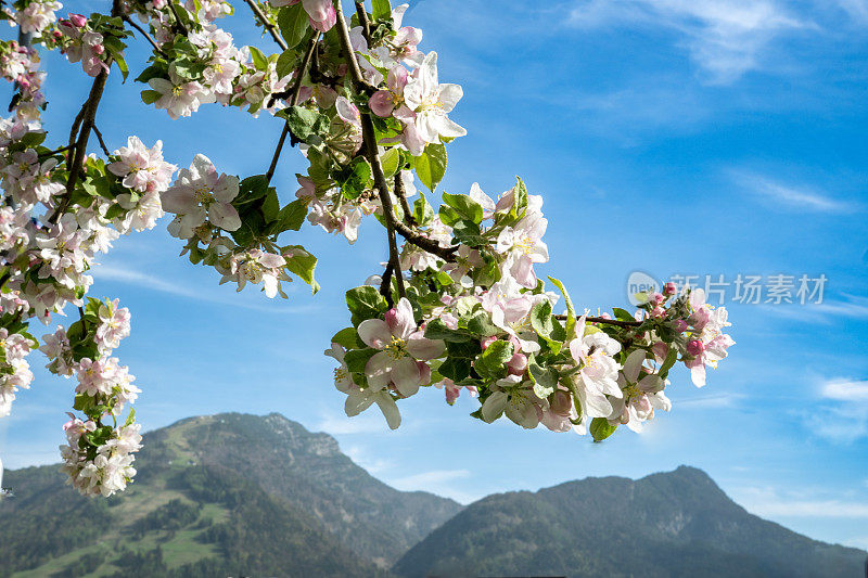 奥地利蒂罗尔的春天:前景是一棵开花的苹果树枝的特写，背景是昂特贝格霍恩(Kössen的一座滑雪和登山山)。晴朗的一天，蓝天