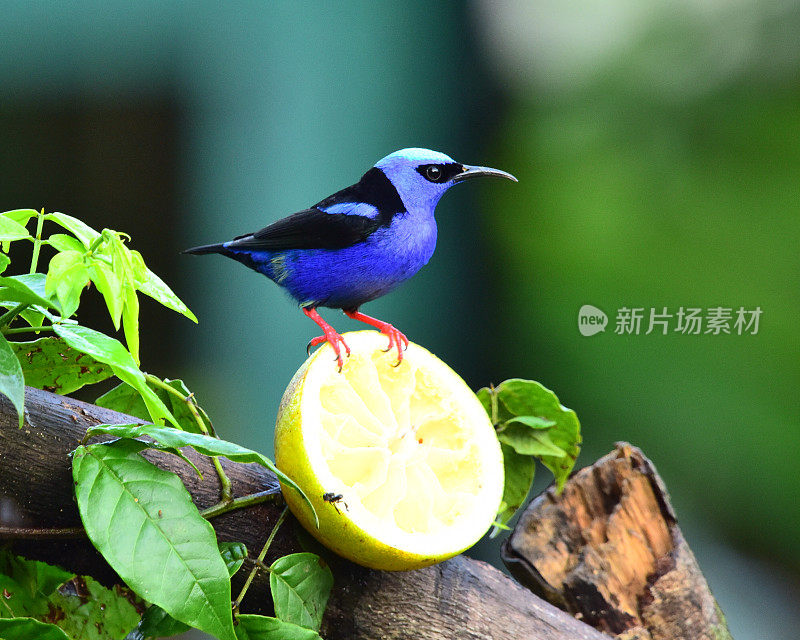 雄性红腿蜂