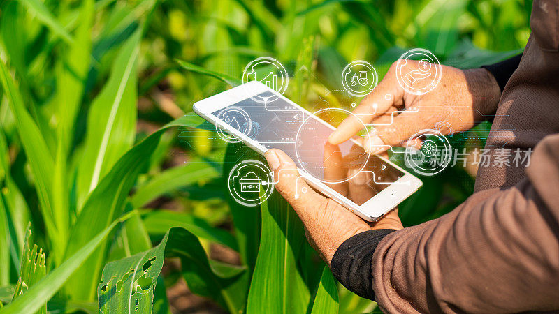 农业技术农民用平板电脑分析数据和可视化图标。蔬菜苗木在栽培农业领域具有图形化的概念和现代农业技术