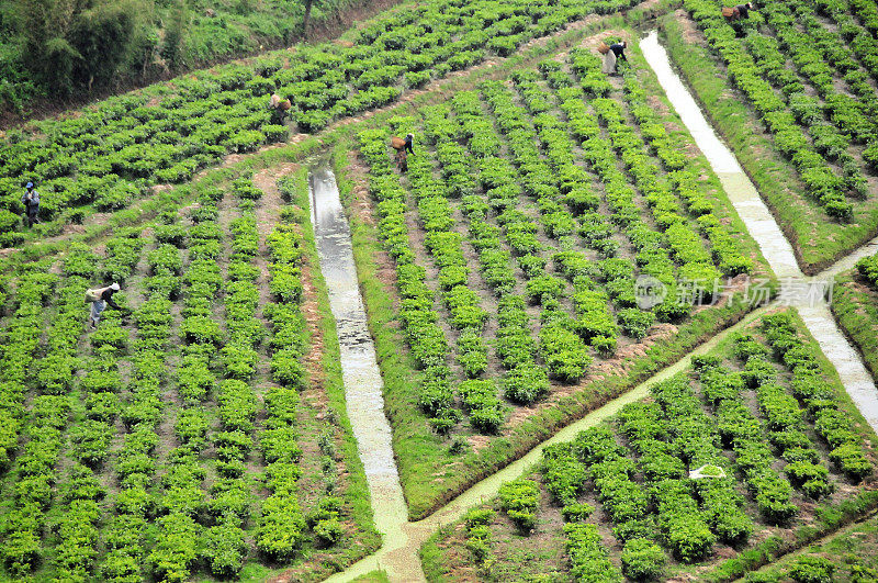 带有灌溉沟渠的茶园——菱形地块，卢旺达西部省